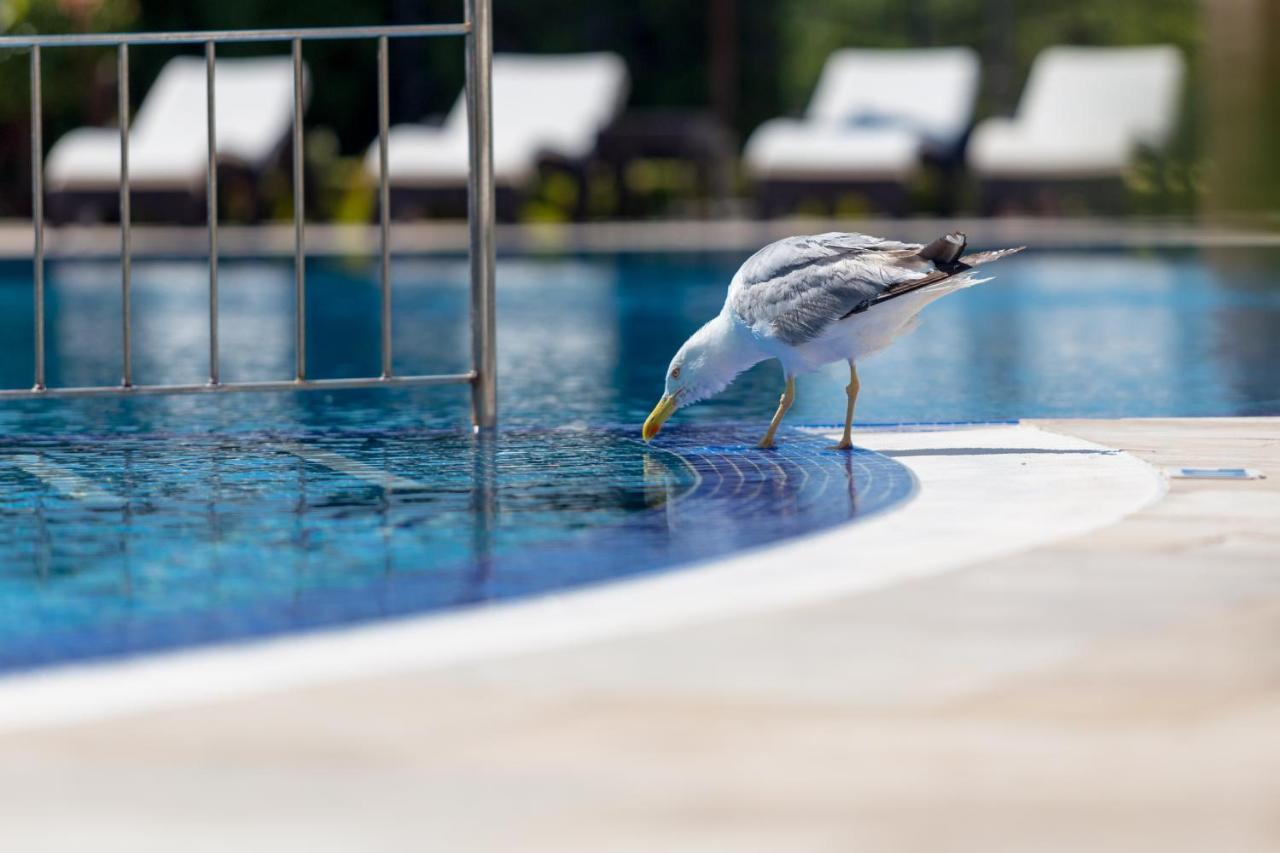 Villa Florence Boutique Apart Hotel Sveti Vlas Eksteriør bilde